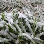 frio_polar