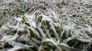 frio_polar