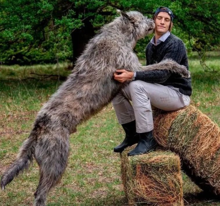 el-perro-de-ivan-de-pineda
