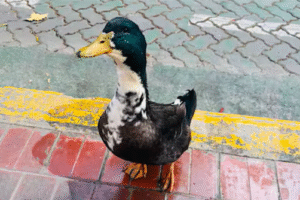 el pato juan 2