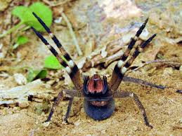 araña del banano